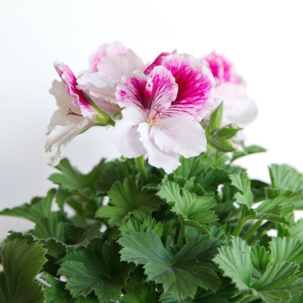 Regal Pelargonium Elegance White & Pink Wing - 13m Pot